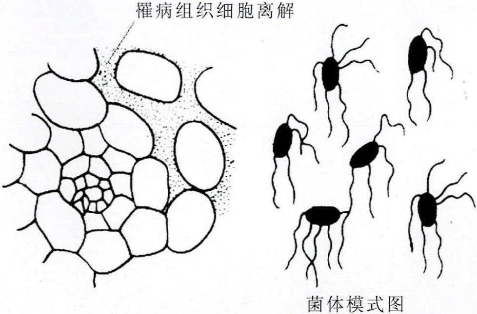 13-7 十字花科蔬菜软腐病菌